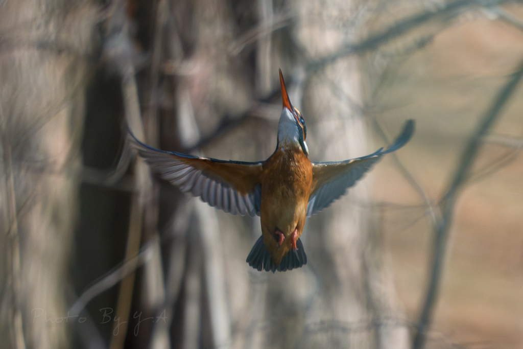 カワセミちゃん