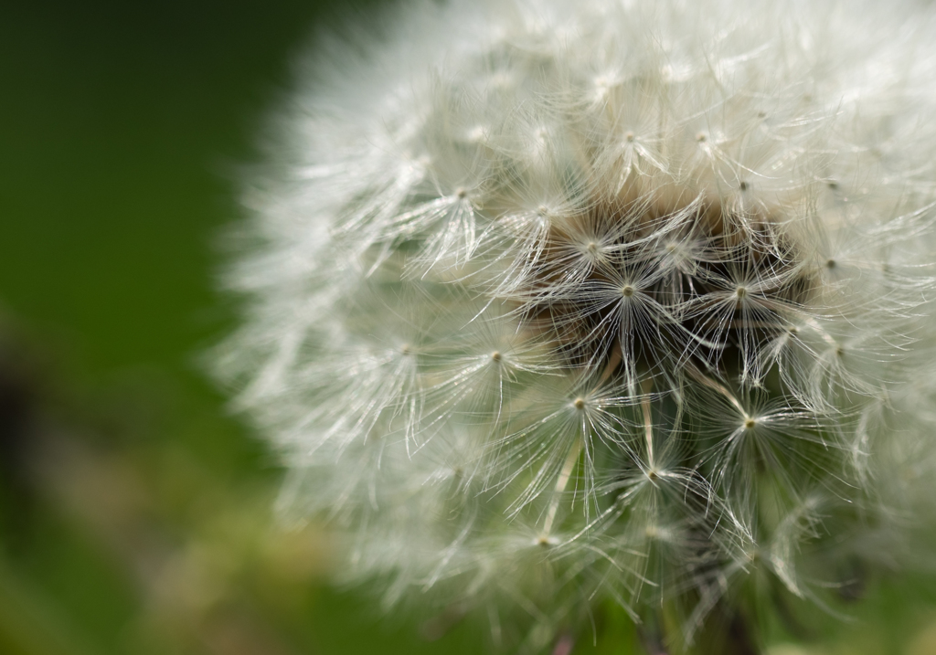 ホワイトシューティング