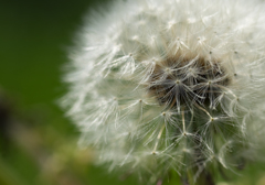 ホワイトシューティング