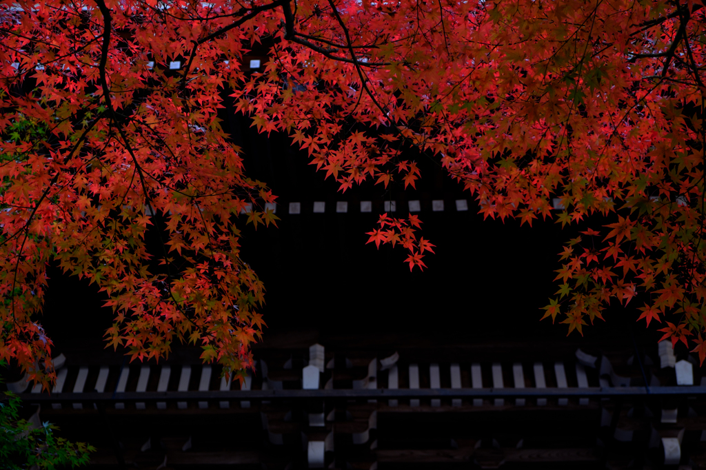 2014紅葉-4