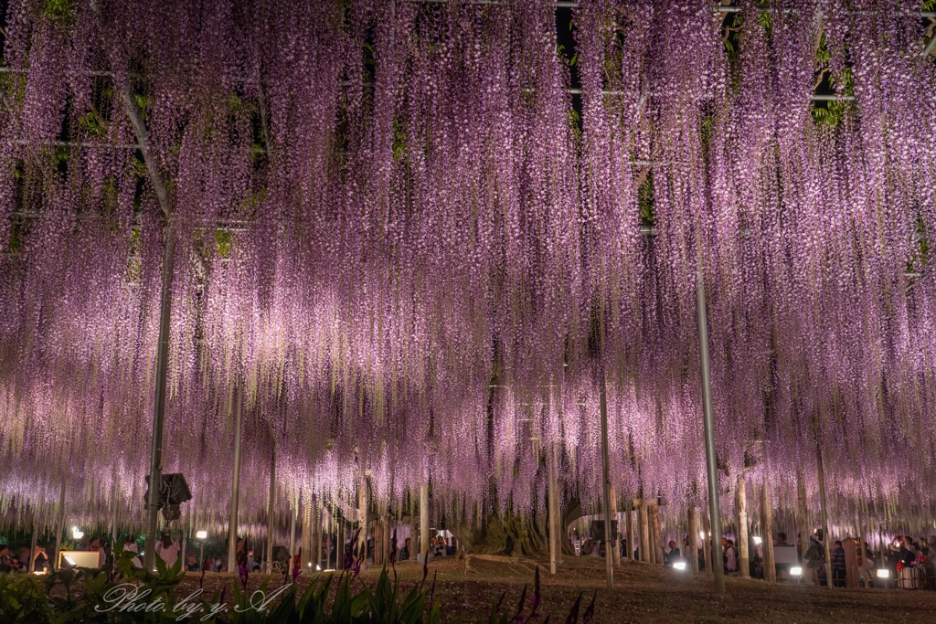 足利フラワーパーク藤④2018