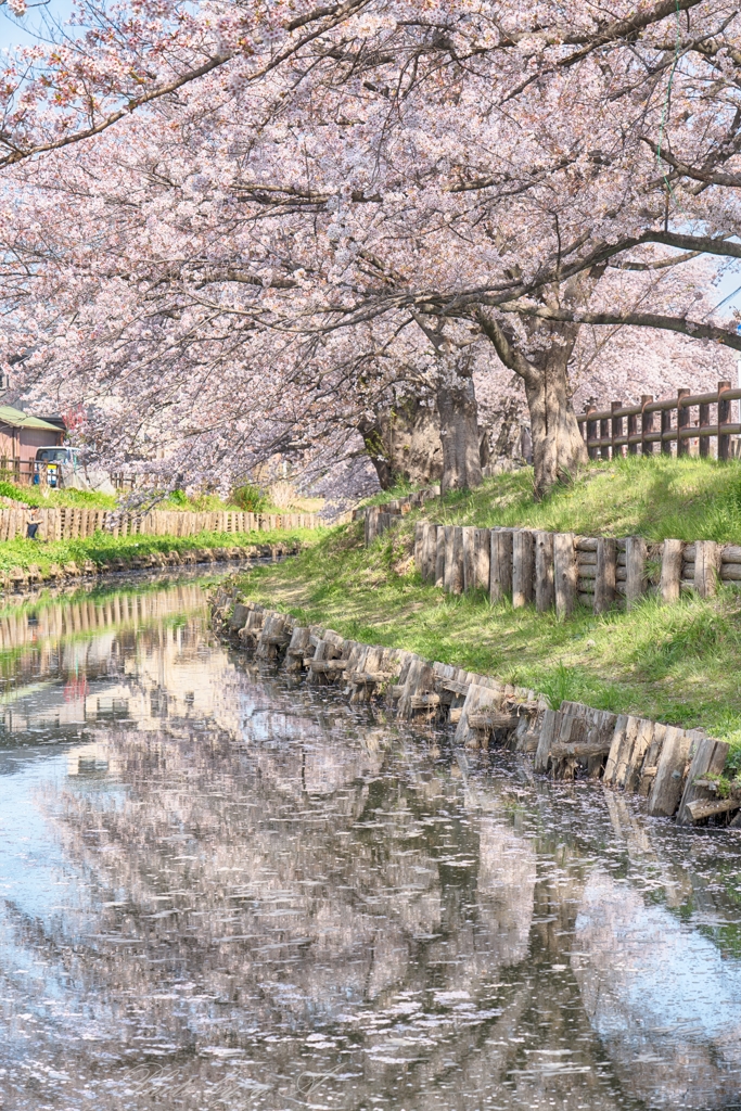 桜道を描く