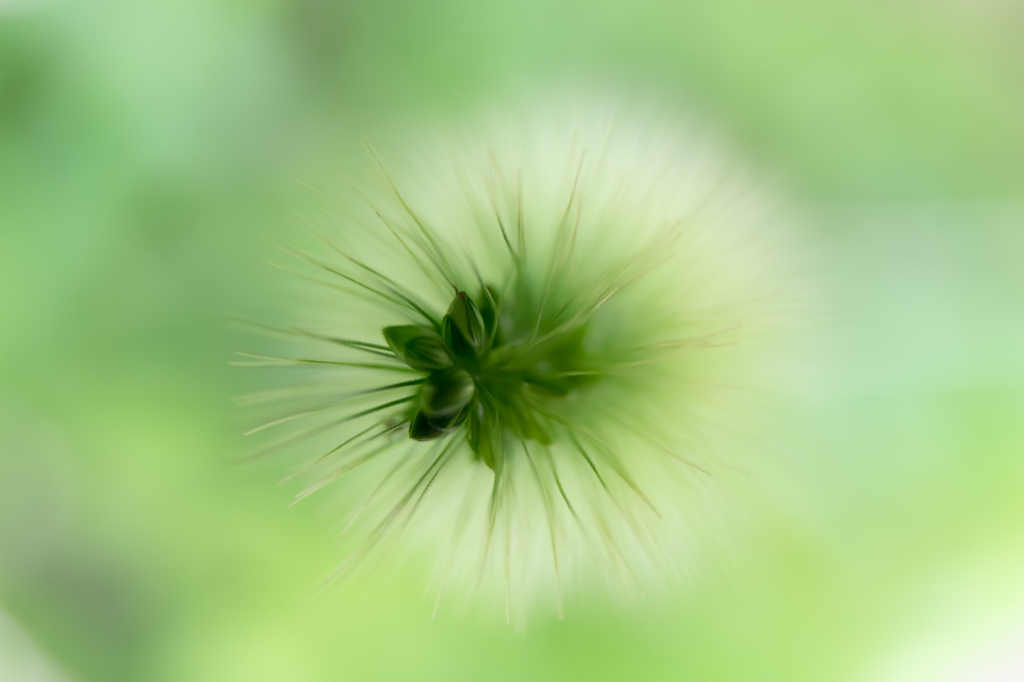 ｇｒｅｅｎ　ｗｏｒｌｄ