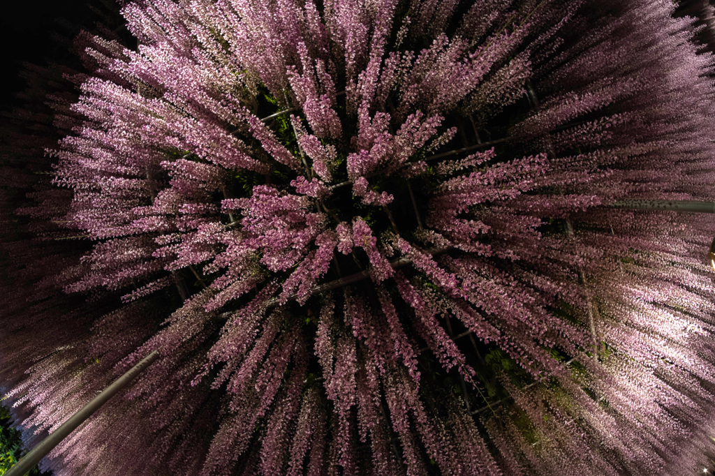 花火藤