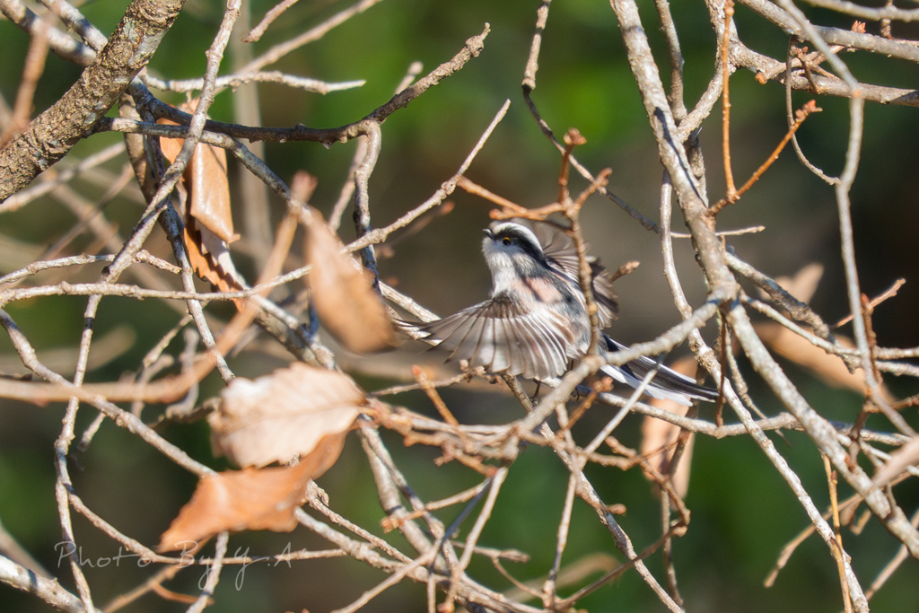 エナガちゃん　可愛い