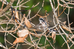 エナガちゃん　可愛い