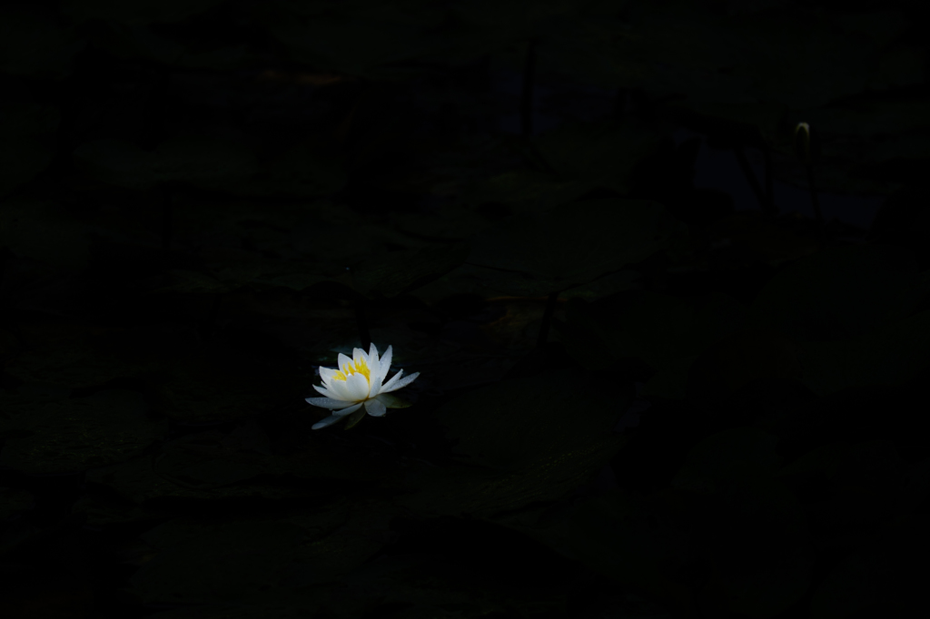 一輪芝居