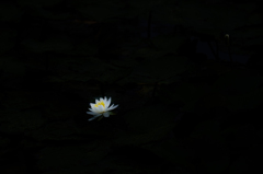 一輪芝居