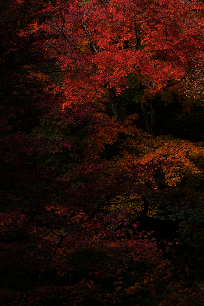 2014紅葉-3