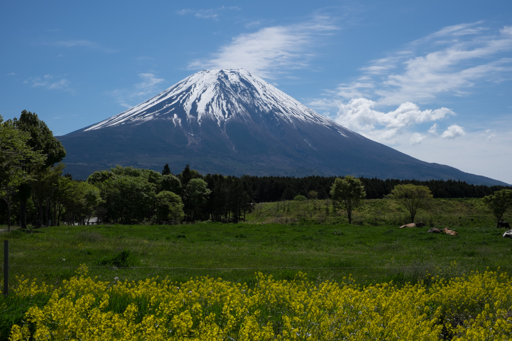 さわやかな朝