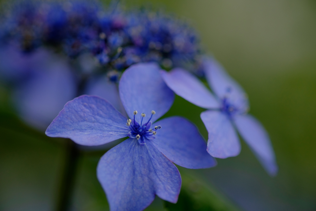 紫陽花