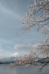 富士と桜との語らい