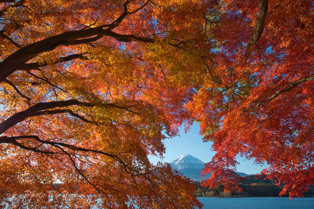 紅葉富士