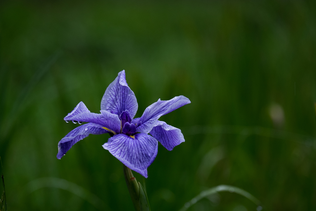 菖蒲には雨