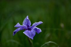 菖蒲には雨