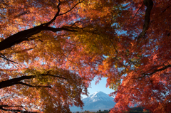 紅葉からの富士