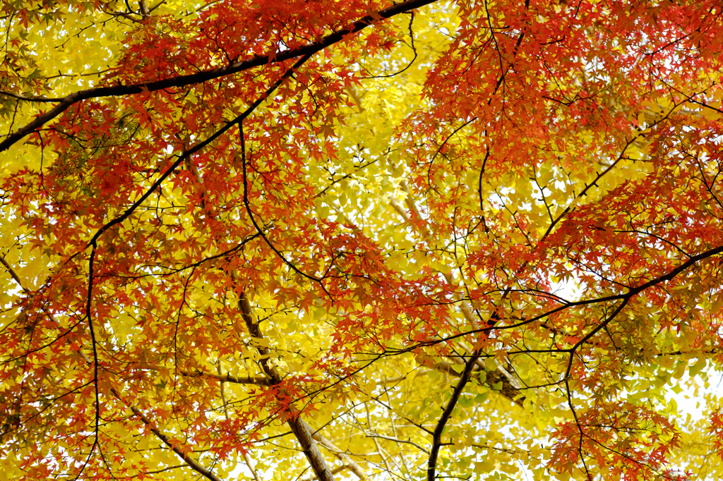2014紅葉-7
