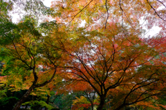 2014紅葉-2