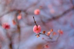 一人立ち