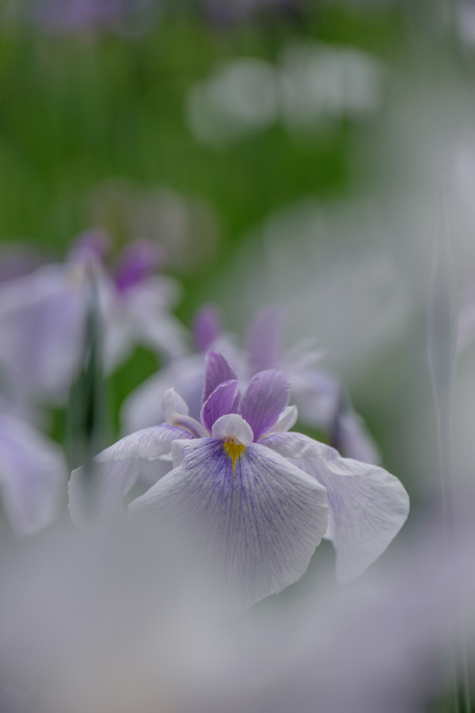 菖蒲２