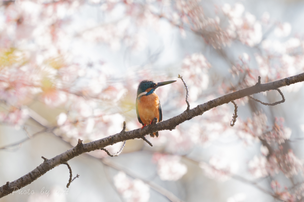 桜とカワセミ