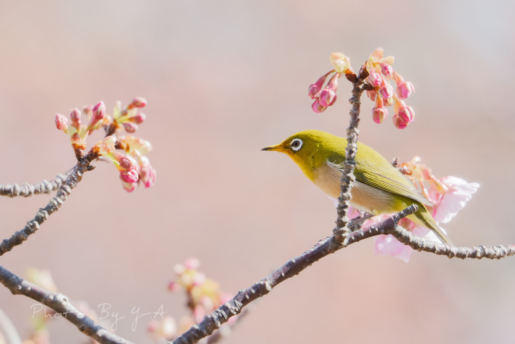 春近し