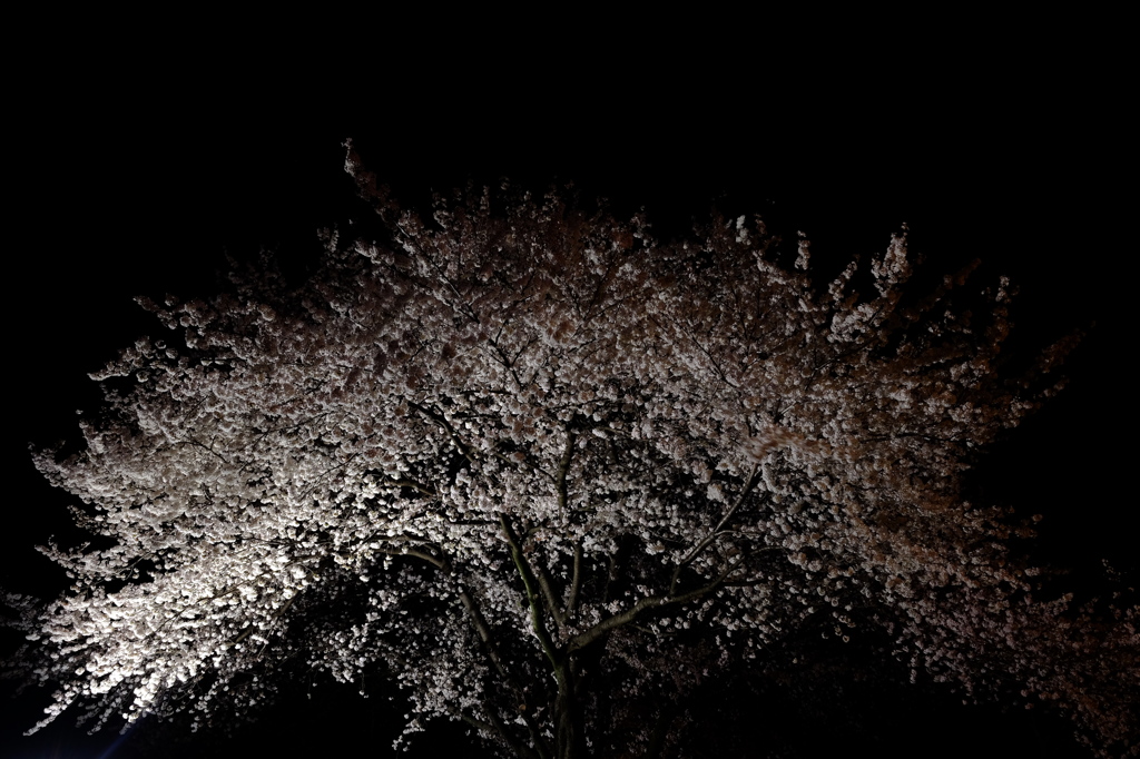 夜桜