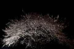夜桜