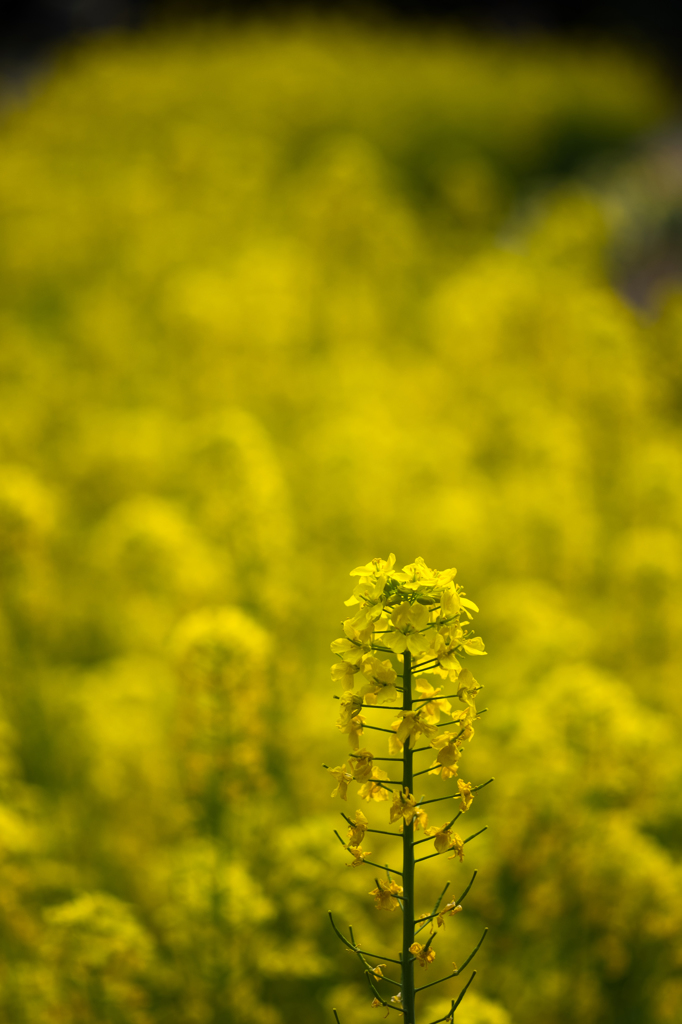自立シャキッと