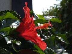 夏