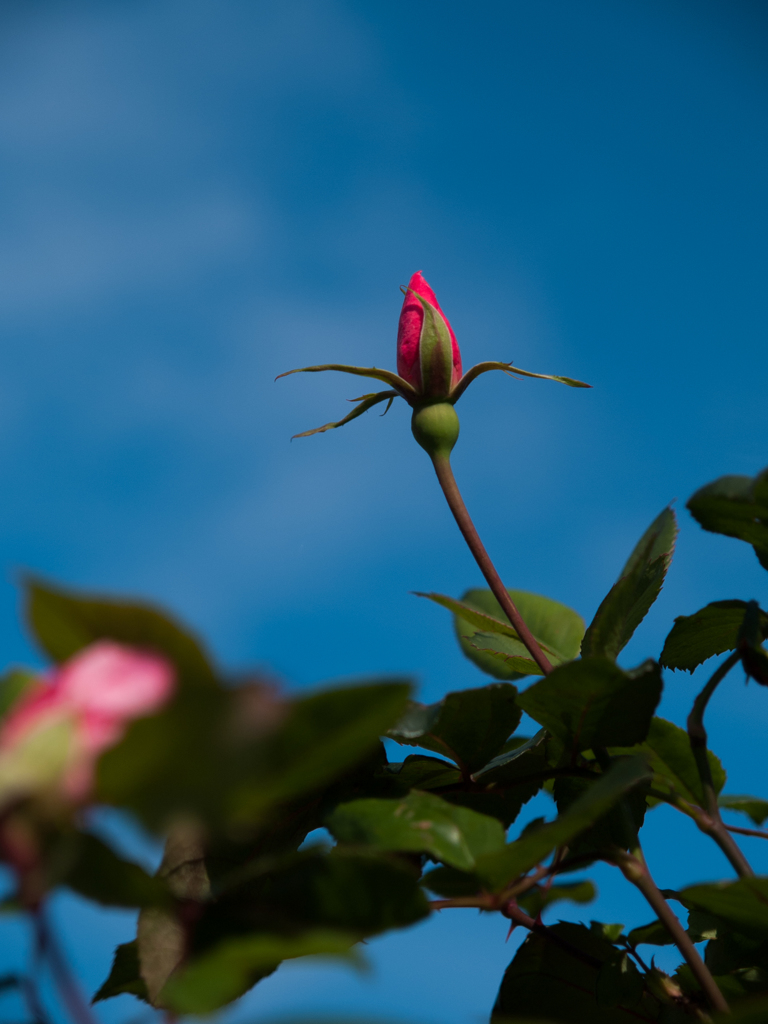 蕾