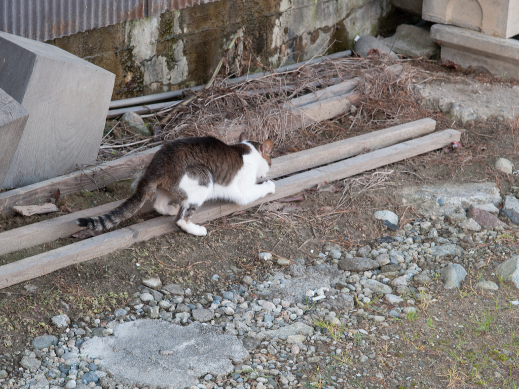 つめとぎ