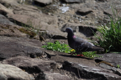 鳩胸