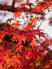 八ヶ山公園の紅葉