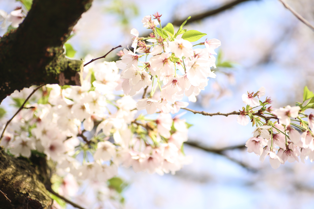 sakura