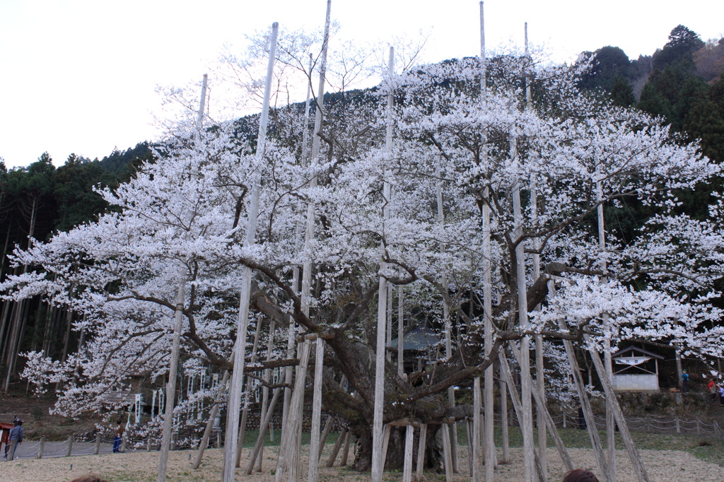薄墨桜