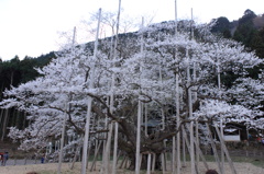 薄墨桜