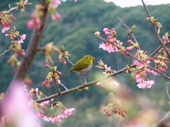 河津桜とメジロ