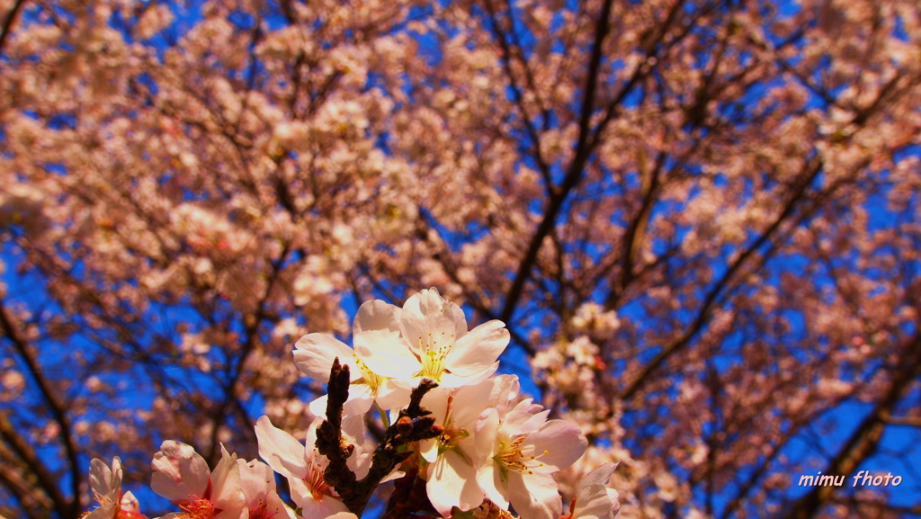 桜