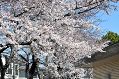 2011-04-04 002