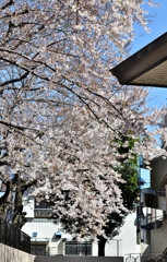 2011-04-04 008