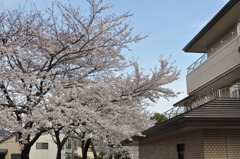 桜１