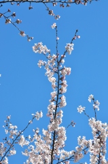 2011-04-04 004