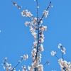 2011-04-04 004