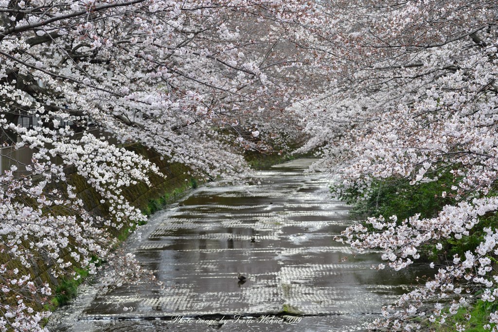 恩田川のさくら２０１９