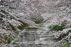 恩田川のさくら２０１９