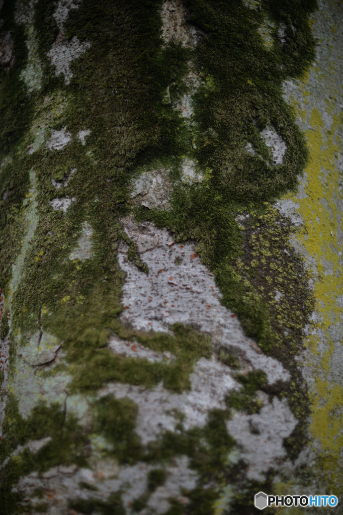 ケヤキ樹皮に苔