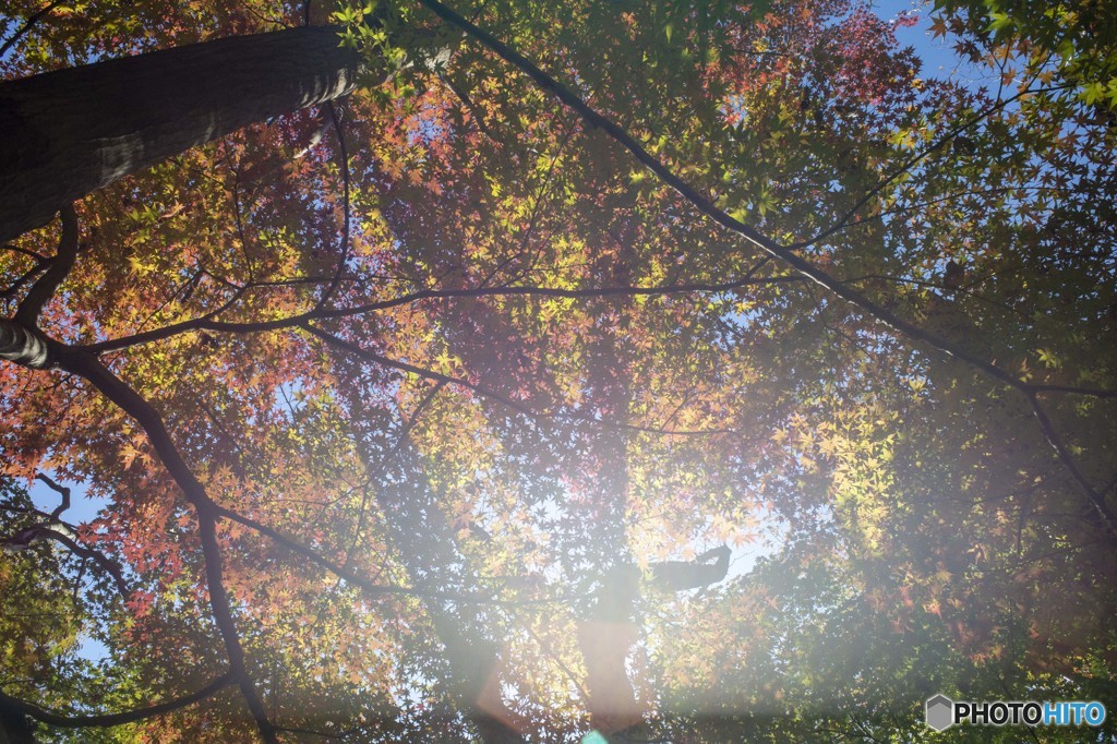 紅葉