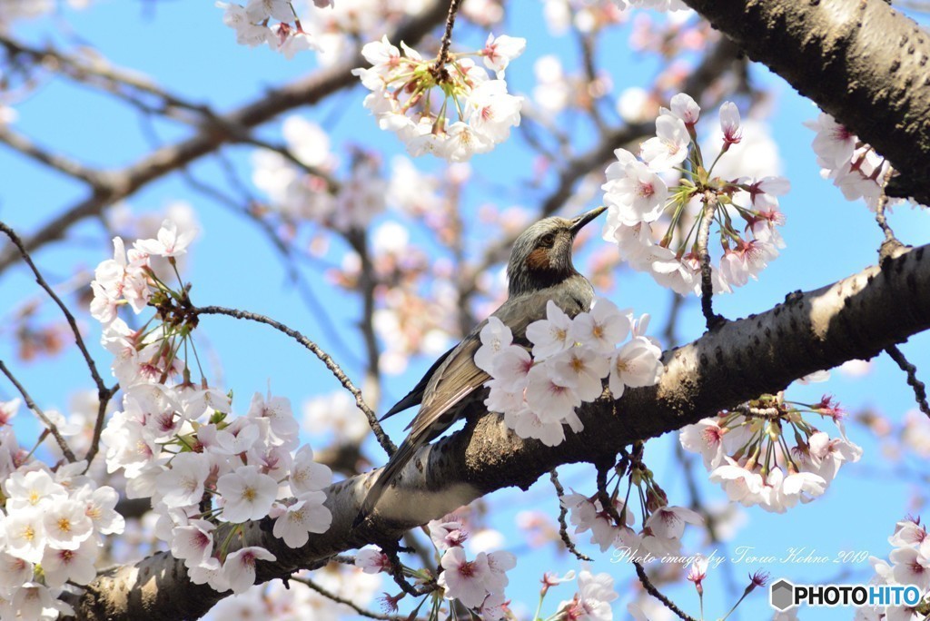 ヒヨドリと桜