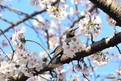 ヒヨドリと桜